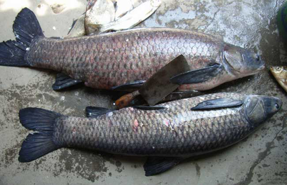 四大家魚的養(yǎng)殖歷史與水質改良劑的研發(fā)進展