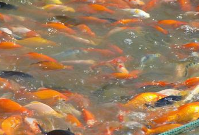 養(yǎng)殖觀賞魚的前景與產業(yè)發(fā)展及水質改良劑研發(fā)探討