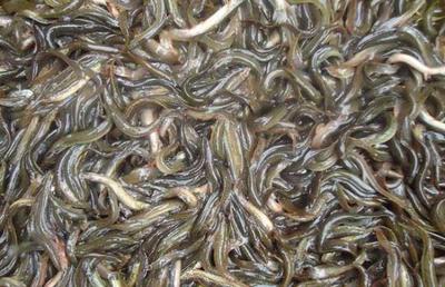 大鱗副泥鰍養(yǎng)殖技術(shù)詳解