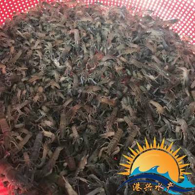 高密度澳洲龍蝦苗與冷水魚類綜合養(yǎng)殖技術及土塘批發(fā)指南