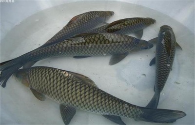 鯉魚高產高效養(yǎng)殖技術詳解