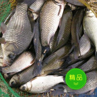 優(yōu)質水產供應與水質改良劑研發(fā)——助力現(xiàn)代水產養(yǎng)殖發(fā)展