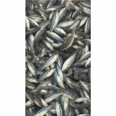 華杰加州鱸魚 優(yōu)質水產養(yǎng)殖與實用養(yǎng)殖技術解析