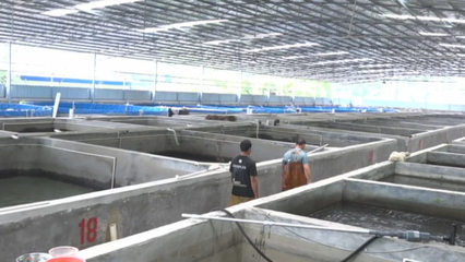 梧州市陸基設(shè)施化養(yǎng)殖蓬勃發(fā)展，建成圓池超680個(gè)引領(lǐng)漁業(yè)升級(jí)