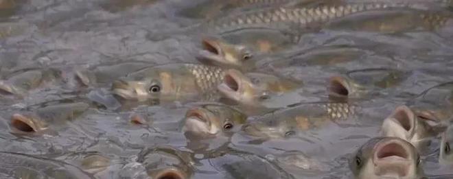 養(yǎng)魚投餌量控制 以精準(zhǔn)喂養(yǎng)節(jié)省成本、提升產(chǎn)量、增加效益