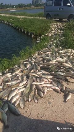 超40℃熱害席卷22省，魚類養(yǎng)殖如何破局求生？