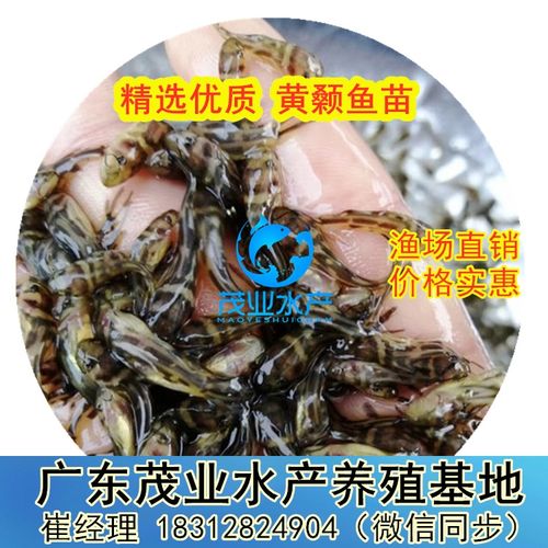 茂業(yè)水產(chǎn) 引領(lǐng)廣東黃顙魚苗養(yǎng)殖與水質(zhì)改良劑研發(fā)一體化發(fā)展